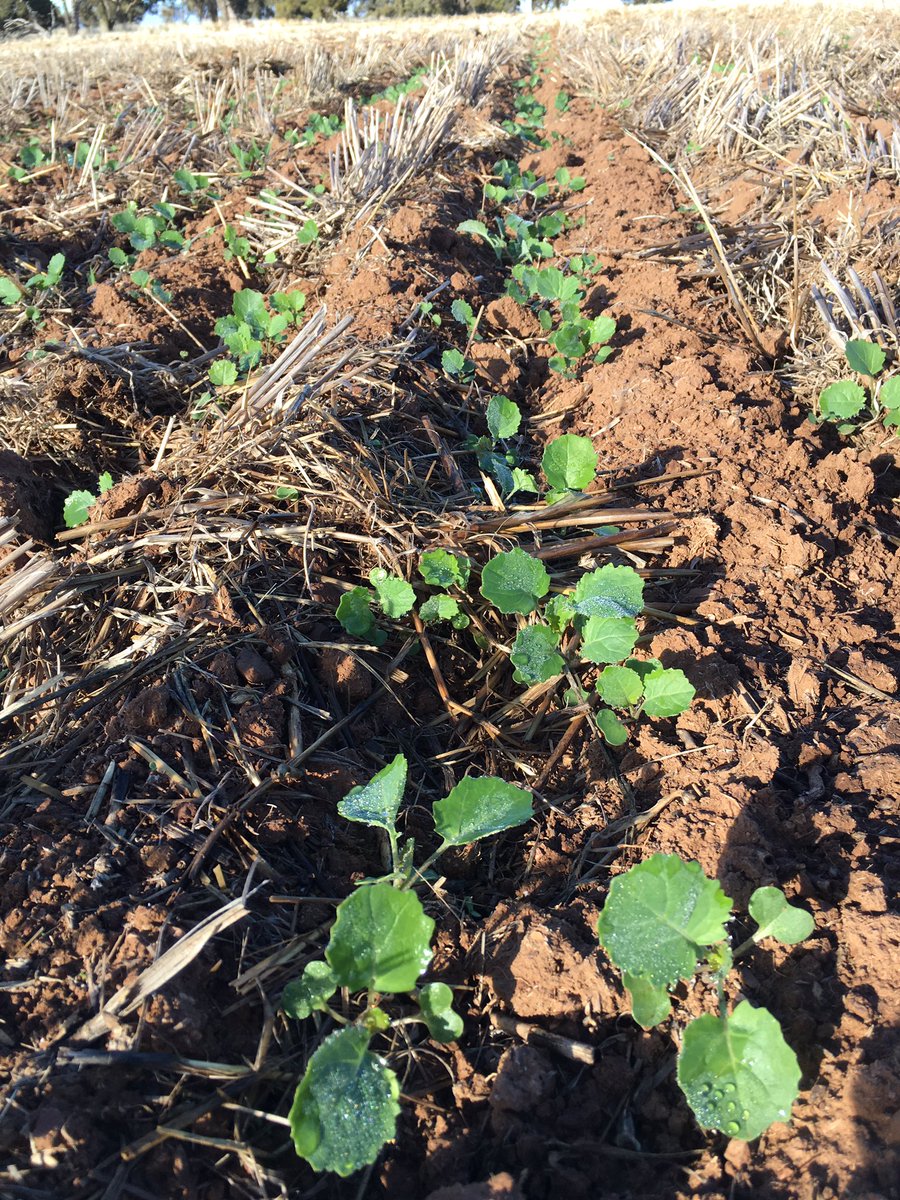 grassrootsag's tweet image. Rootboot paired rows working perfectly for McDougall Bros at Ardlethan. 10" back to 7" on red loam &amp;amp; grey clay soils #cropcomp @ajmcdougall