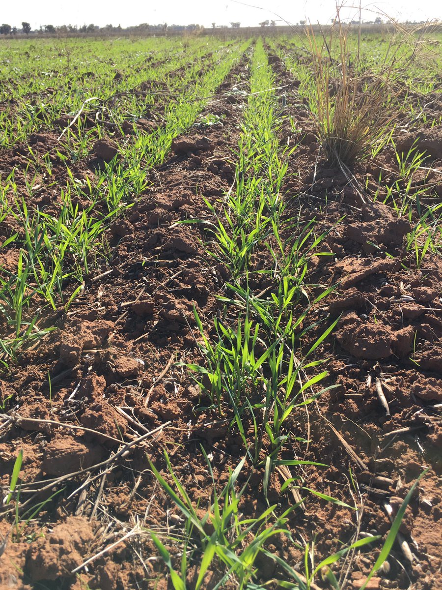 grassrootsag's tweet image. Rootboot paired rows working perfectly for McDougall Bros at Ardlethan. 10" back to 7" on red loam &amp;amp; grey clay soils #cropcomp @ajmcdougall