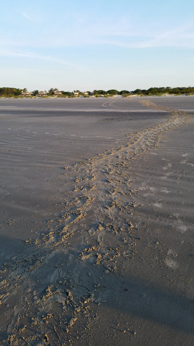 GQCOP45's tweet image. Mamma had a long crawl overnight.
# loggerhead #turtlenesting