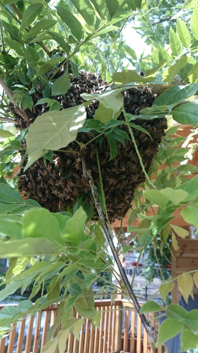 pimlemmers's tweet image. Nederland zoemt weer van alle kanten. Veel meldingen van #bijenzwermen vanuit het land. Bel een #imker bij aantreffen van een zwerm! #bijen