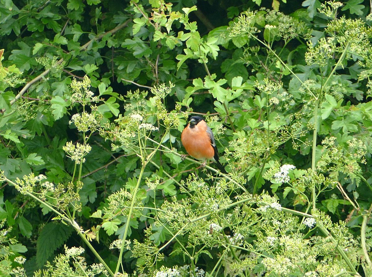 Stunner of a male bullfinch at the Glandford shop this morning. Seems to be enjoying the alexander folwers and seeds. #birdingatwork