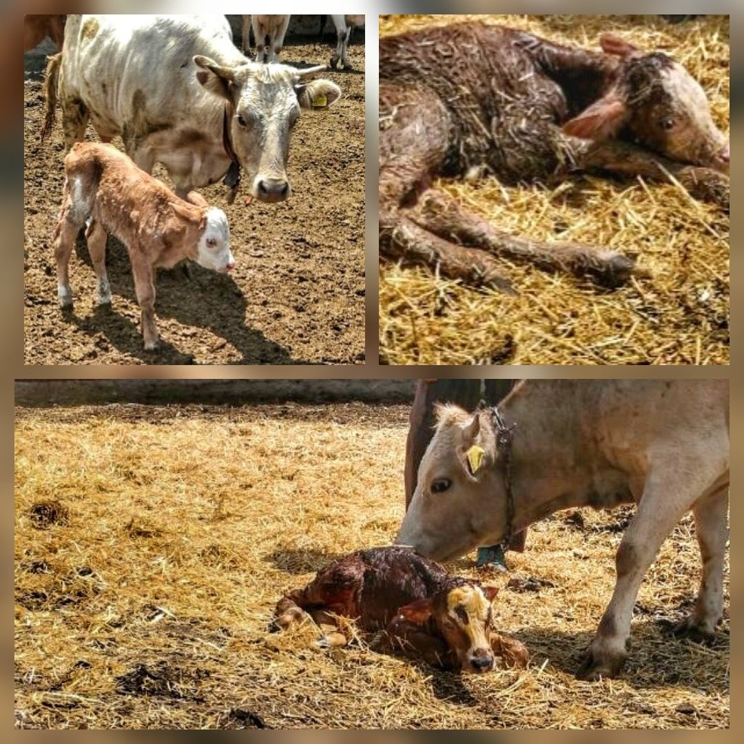HassoLtd's tweet photo. Bugün çok şükür sağlıklı bir  3 buzağımız dünyaya geldi #HassoCiftligi #buyukbas  #simental #buzagi #newborn  #buzagidestekleri #inek https://t.co/vqYxUvWqBy