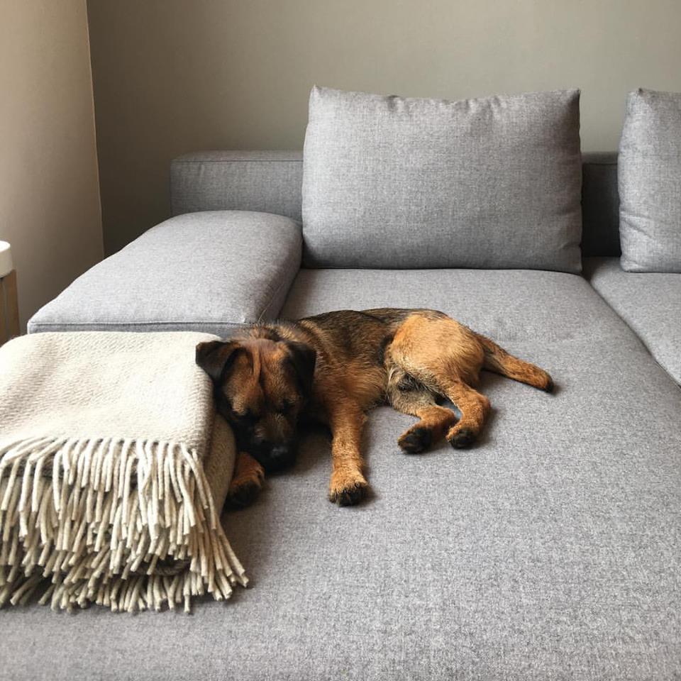 You might not be feeling your best, Jasper, but you shouldn't be taking a nap on the <a href="/ZanottaSpa/">Zanotta</a> Bruce sofa #zanottaspa #brucesofa