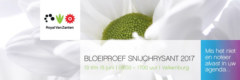 Bloeiproef snijchrysant bij Royal Van Zanten, locatie Valkenburg - 13 t/m 15 juni 2017. Mis het niet!