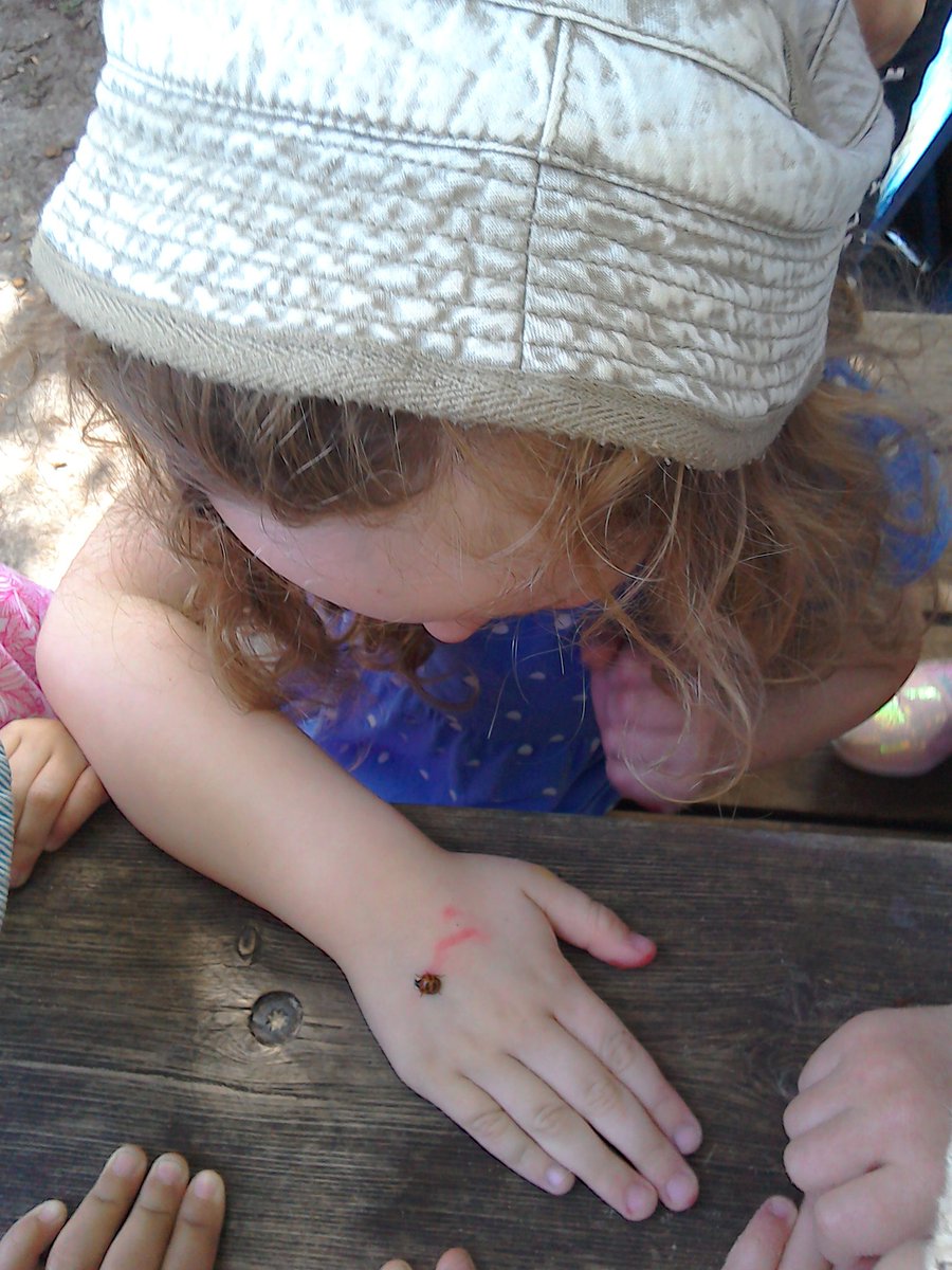 snapgrosvenor's tweet photo. Pre-school found a friendly #ladybird out in the garden this morning #bugfinders #lovingnature https://t.co/TcCHfIb8Kk