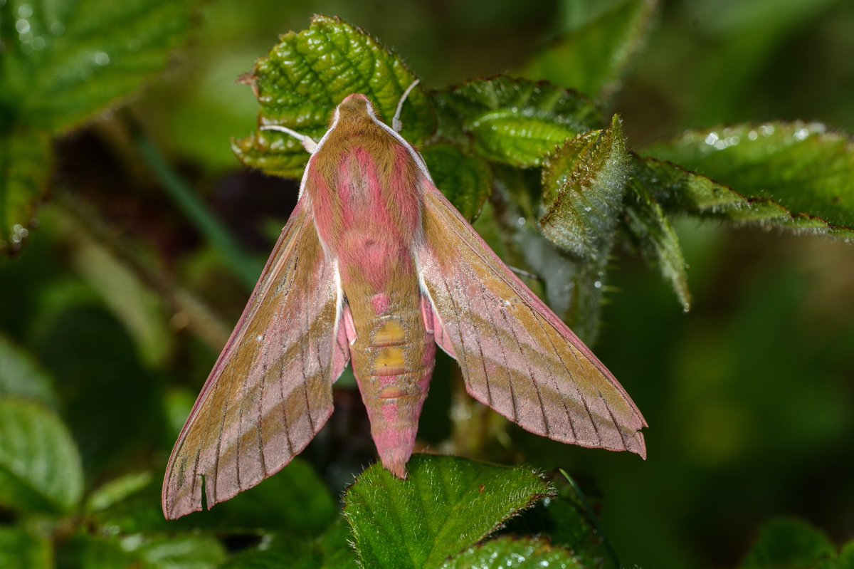 mogobriain's tweet photo. Magnificent moths: #ElephantHawkmoth at #Dooniver #AchillIsland today https://t.co/eyR9fOFZq2