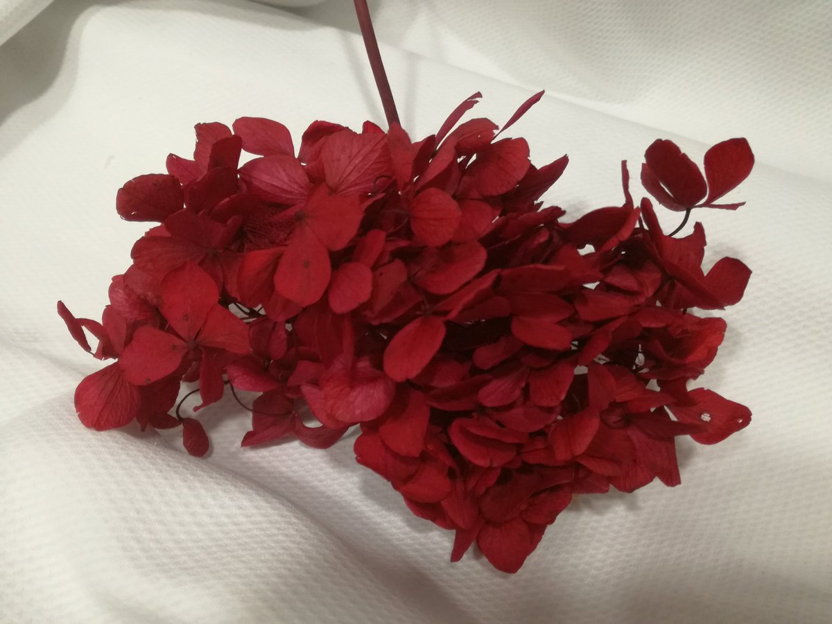 CosturasJaen's tweet photo. Os enseñamos hortensias preservadas que hemos ido recibiendo.¡Anímate a crear tu propio tocado! #MerceríaEntreCosturas #Flores #Tocados https://t.co/kzletolWcY