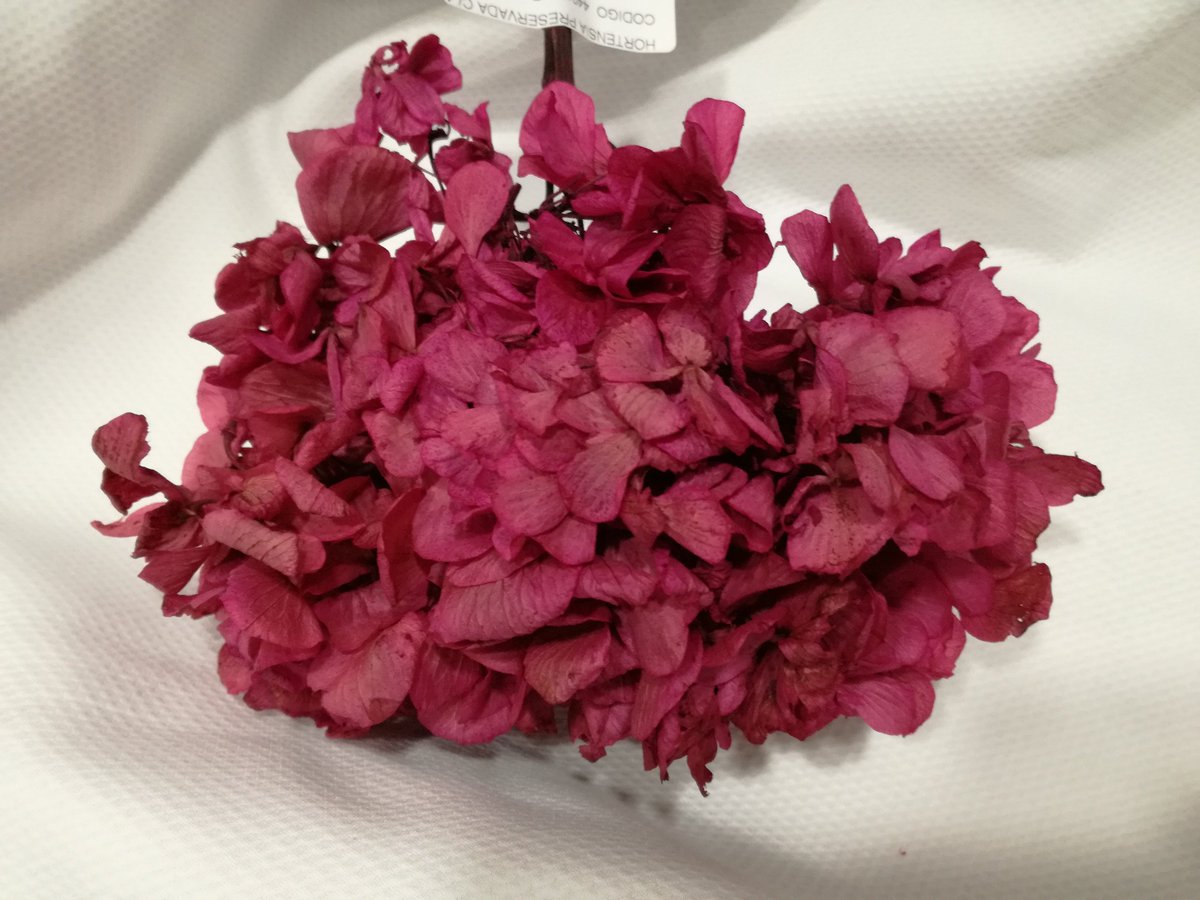 CosturasJaen's tweet photo. Os enseñamos hortensias preservadas que hemos ido recibiendo.¡Anímate a crear tu propio tocado! #MerceríaEntreCosturas #Flores #Tocados https://t.co/kzletolWcY