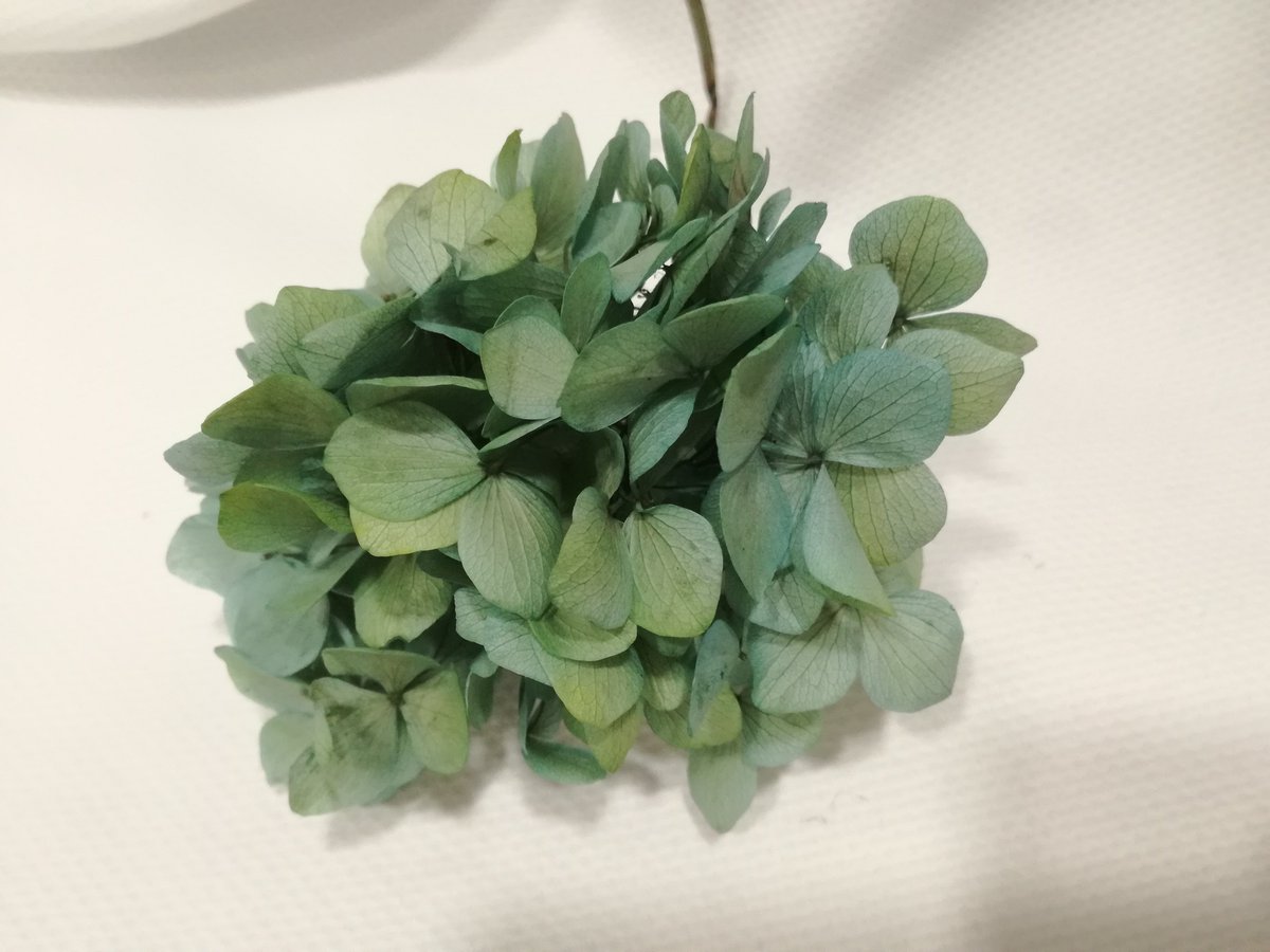 CosturasJaen's tweet photo. Os enseñamos hortensias preservadas que hemos ido recibiendo.¡Anímate a crear tu propio tocado! #MerceríaEntreCosturas #Flores #Tocados https://t.co/N85Ou6rAhq