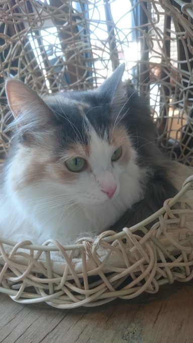 渋谷で人気の猫カフェ Mocha モカ とは 料金や口コミなど徹底紹介 Travelnote トラベルノート
