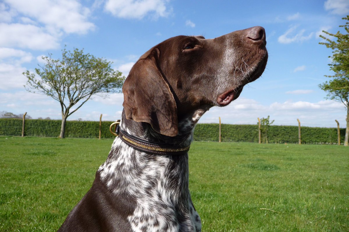 StampedeEq's tweet photo. Look the business #dogswith StampedeEq #goodvetguide #doglovers #DogMagazin #puphour #pupculturemag #pawsify #dog_rates https://t.co/Frj1dyEL7y