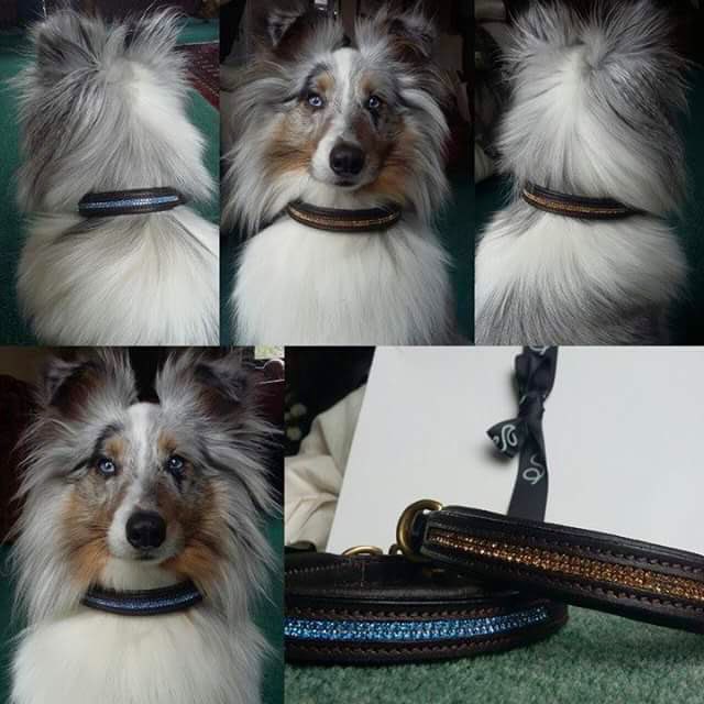 StampedeEq's tweet photo. Look the business #dogswith StampedeEq #goodvetguide #doglovers #DogMagazin #puphour #pupculturemag #pawsify #dog_rates https://t.co/Frj1dyEL7y