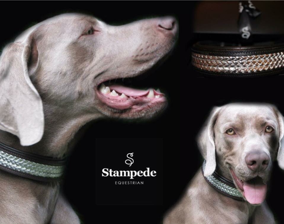 StampedeEq's tweet photo. Look the business #dogswith StampedeEq #goodvetguide #doglovers #DogMagazin #puphour #pupculturemag #pawsify #dog_rates https://t.co/Frj1dyEL7y