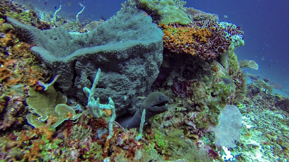 Top Dive Sites around Kri Island #RajaAmpat #Papua ow.ly/UKE930bV8R0 #diving