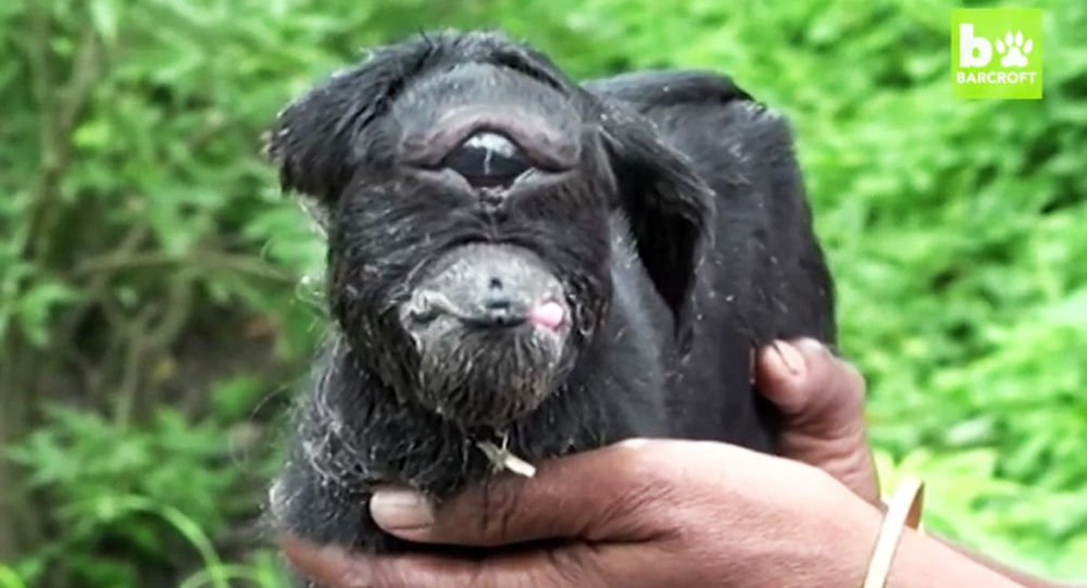 インドで一つ目のヤギが生まれる 動画 インド 怖い 動物 動画 動画あり Sputnik 日本 Scoopnest
