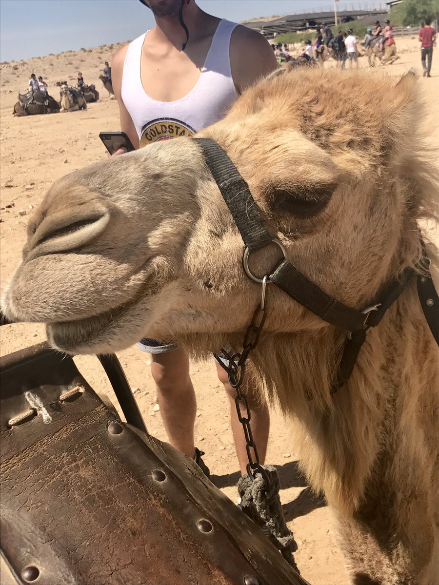 _habel14's tweet photo. It's only Monday but every day is HUMP DAY in the Israeli desert 🐪🇮🇱 #israeloutdoors #bus371 https://t.co/OnKze4jQpp