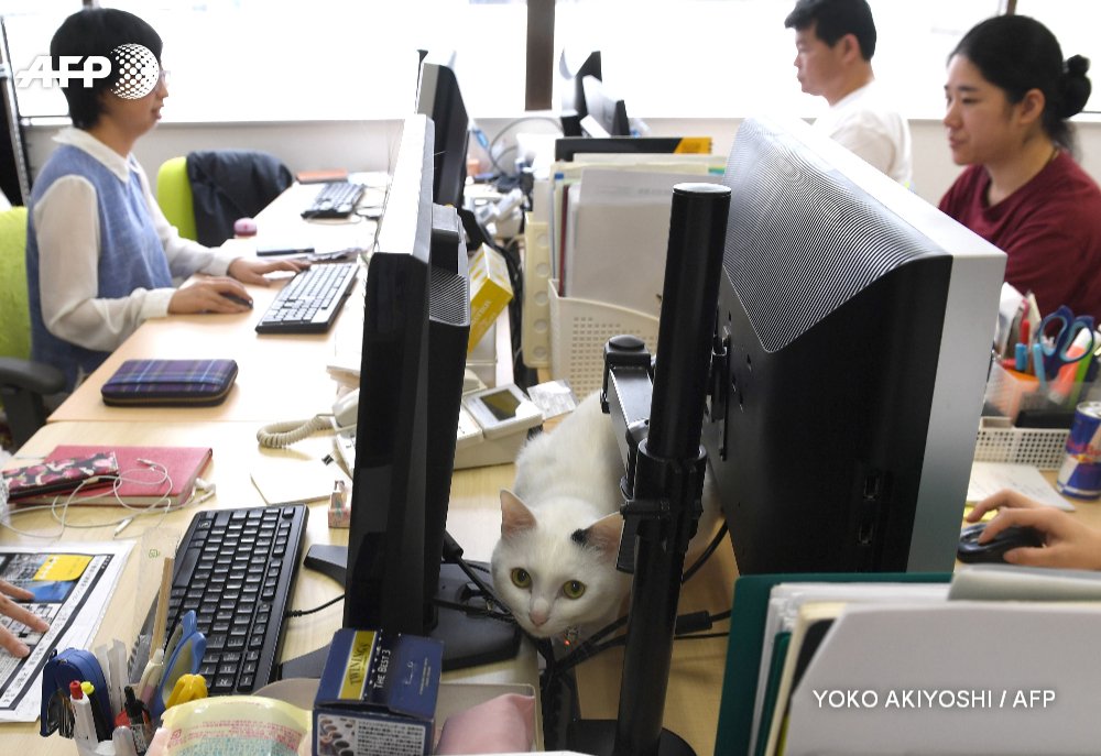 AFP's tweet photo. Feline good: Cats counter stress at Tokyo firm https://t.co/XYNVIpOzuJ https://t.co/ZCGH4DgJQk