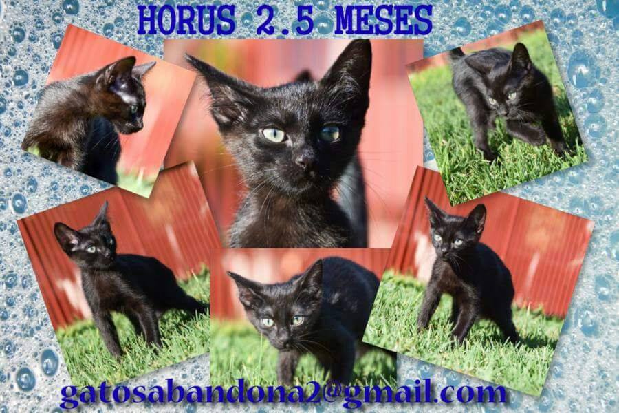 GatosAbandona2's tweet photo. HORUS-  #adopcion #Murcia  #AdoptaNoCompres #adopcionResponsable #Gato https://t.co/6Ccxy0bve8 https://t.co/Y6cq3SuZml