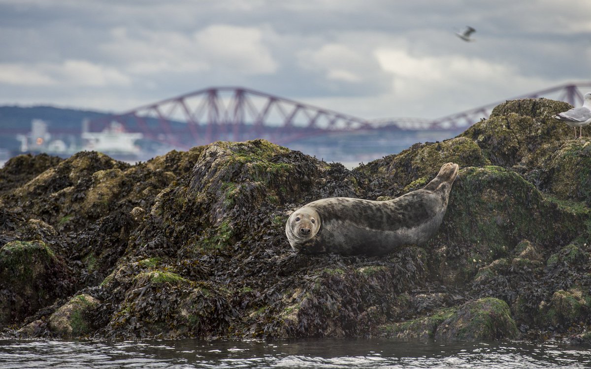 Some super-cute seals to cheer everyone up on a Monday morning #mondaymotivation. Share your seal pics with #maidadventures #scotspirit