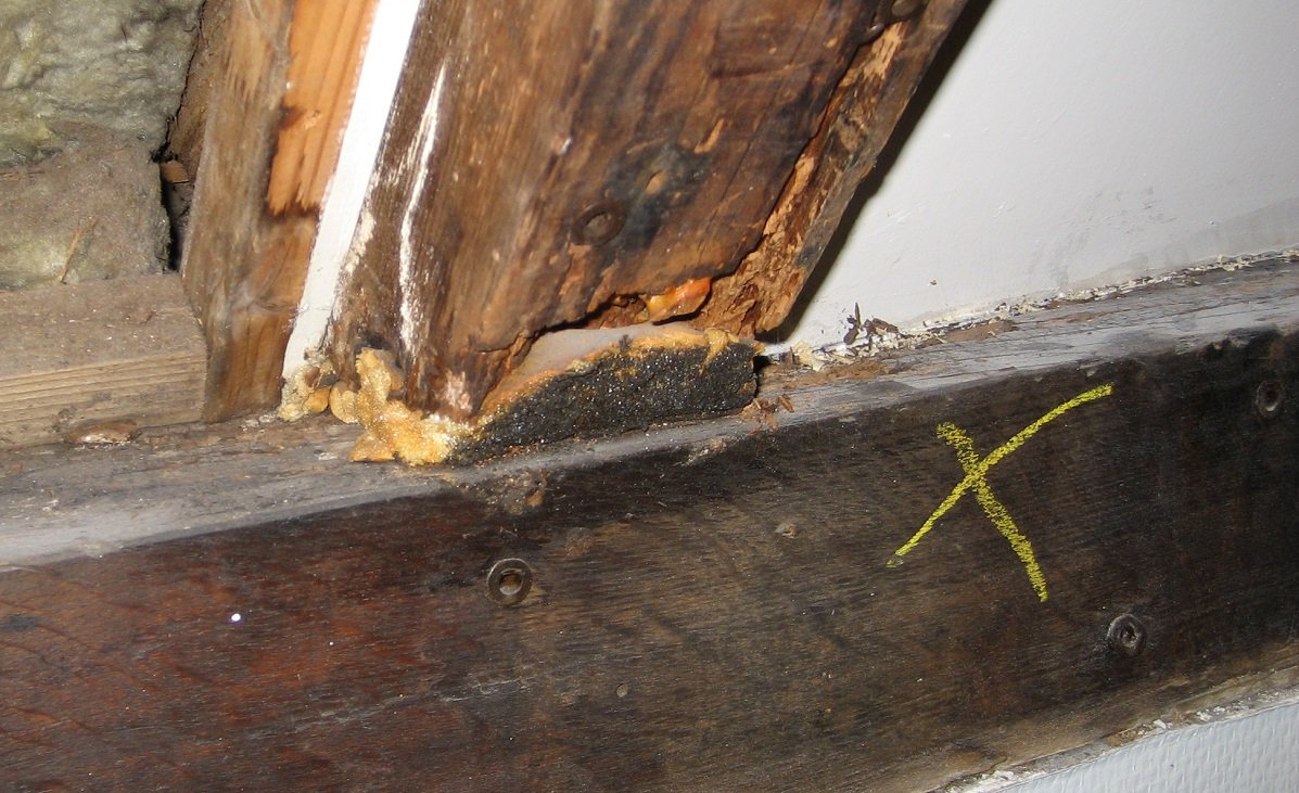 vakres's tweet photo. Vraag aan de #vakman: wat te doen bij #houtrot? Dit keer in de #kapconstructie. Vakgroeplid Den Hoed geeft antwoord https://t.co/95qvJ6aVPS https://t.co/9ABEZxR9DI