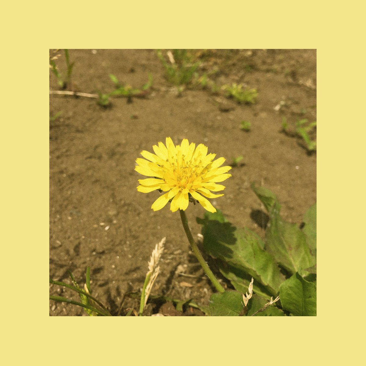 OOHYO - Dandelion (Full ver.) mp3