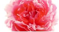 LinklineCrew's tweet photo. #timworth #soundrecordist @linklinecrew @The_RHS #Chelseaflowershow #setlife for @bbctwo #GardenersWorld #gardening https://t.co/VfGU40aPOl