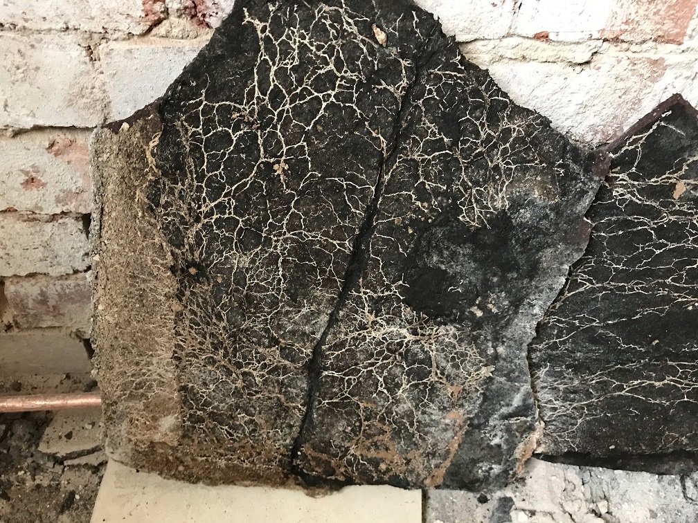 alldamp's tweet photo. Here's a picture of #dryrot which had grown along a flooring slab in #Leeds. Beautiful yes, but it had caused extensive damage to a home. https://t.co/gVnWez1Z9K