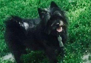 MqbqBrennan's tweet photo. My tribute to our little dog and why the canine connection is so strong! #yorkiepom #dogtherapy https://t.co/HbZMFLVlem https://t.co/95DmGyMCfn