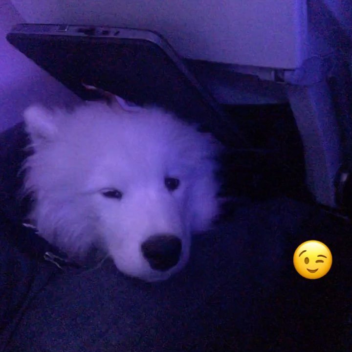 crc's tweet photo. Delayed flight made better by surprise fren in seat next to me #floof #pupper #canbeboth #virgin #tired https://t.co/H8DZdxS3j1 https://t.co/zpRcXG3oxF