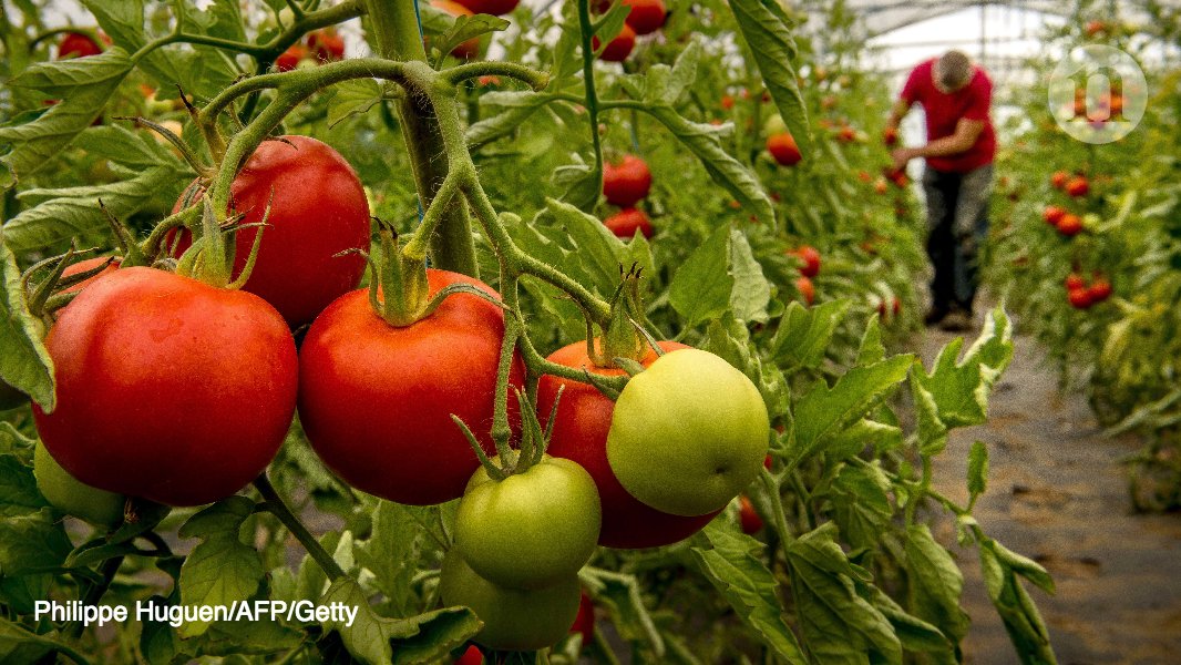 Nature's tweet photo. Geneticists use CRISPR to hack tomatoes to make them better: https://t.co/p6OtY2OmNC https://t.co/cE3X0wIjyf