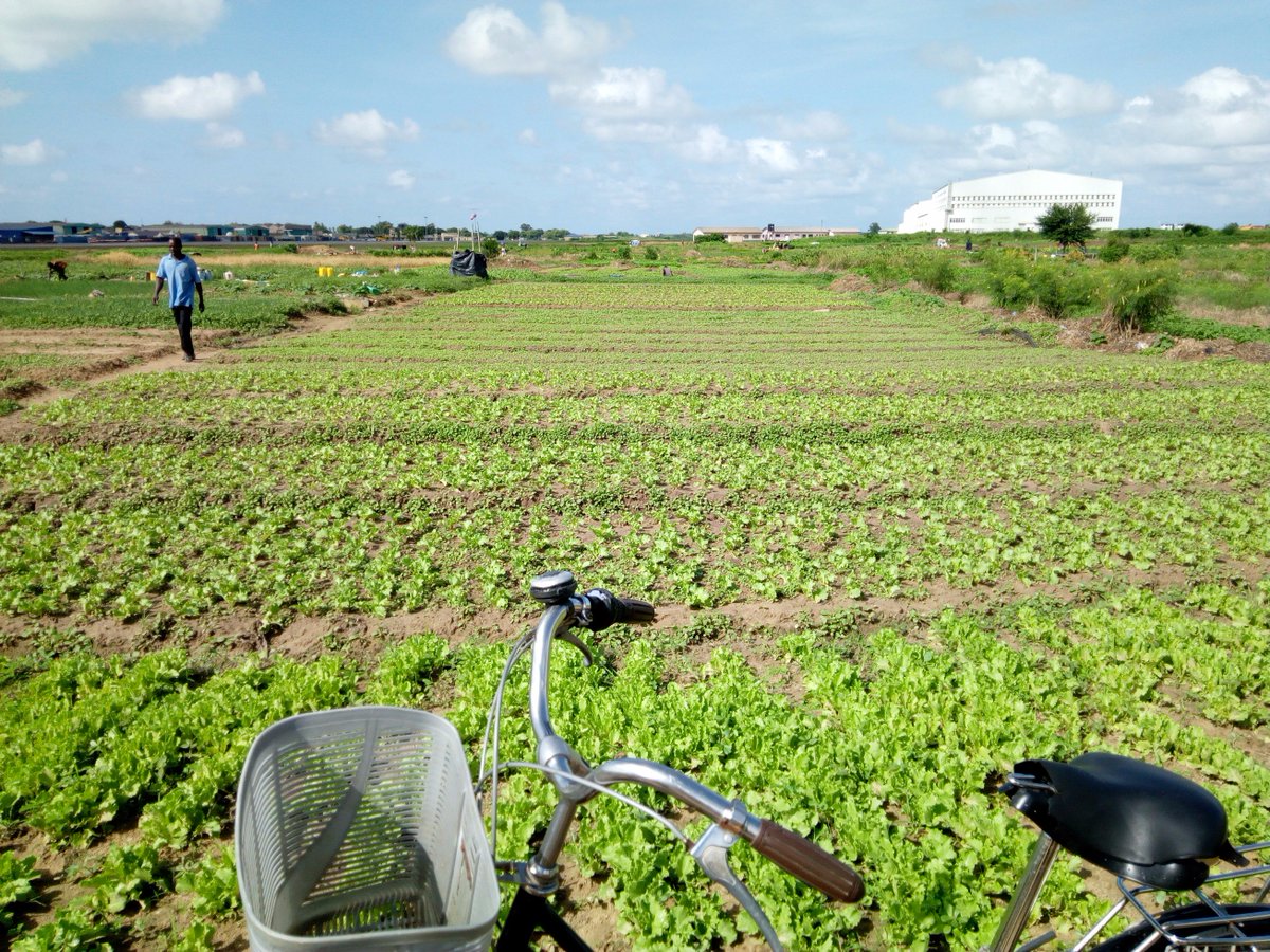 HortifreshWA's tweet photo. FieldVisits #GhanaVeg #Tikola #Collaboration #TrainingFarmers  #CapacityBuilding @NLinGhana @Hanson_Arthur @TriciaAsamoah1 @CDIwageningenUR https://t.co/VLyp9rBe4i