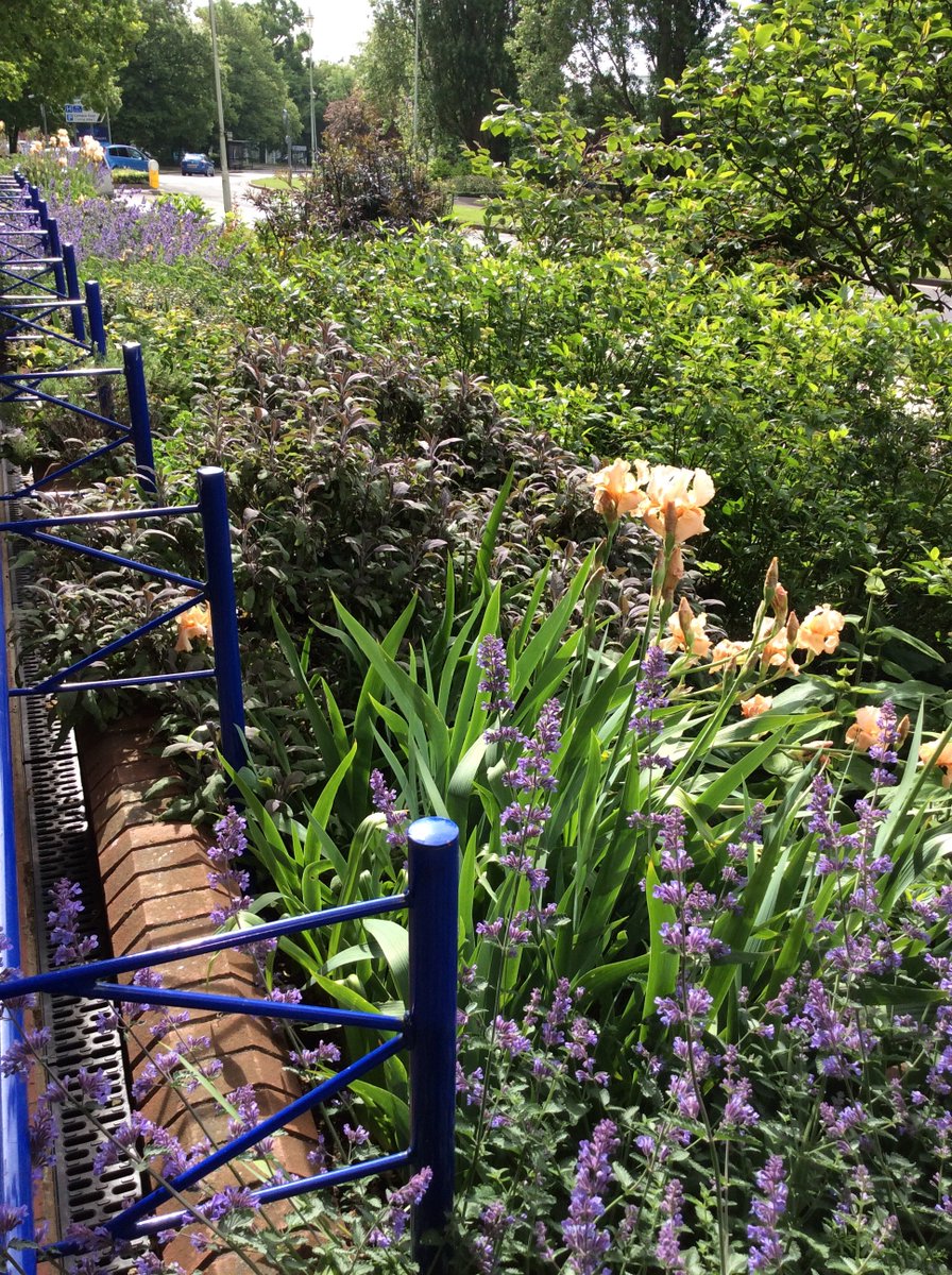 WGC_Central_Lib's tweet photo. Setting up #crafteamornings #wgc lib. Join us for tea and chat 10-12noon. See our flowers inside and outside the library. @HertsLibraries https://t.co/RhBb3W5jKL