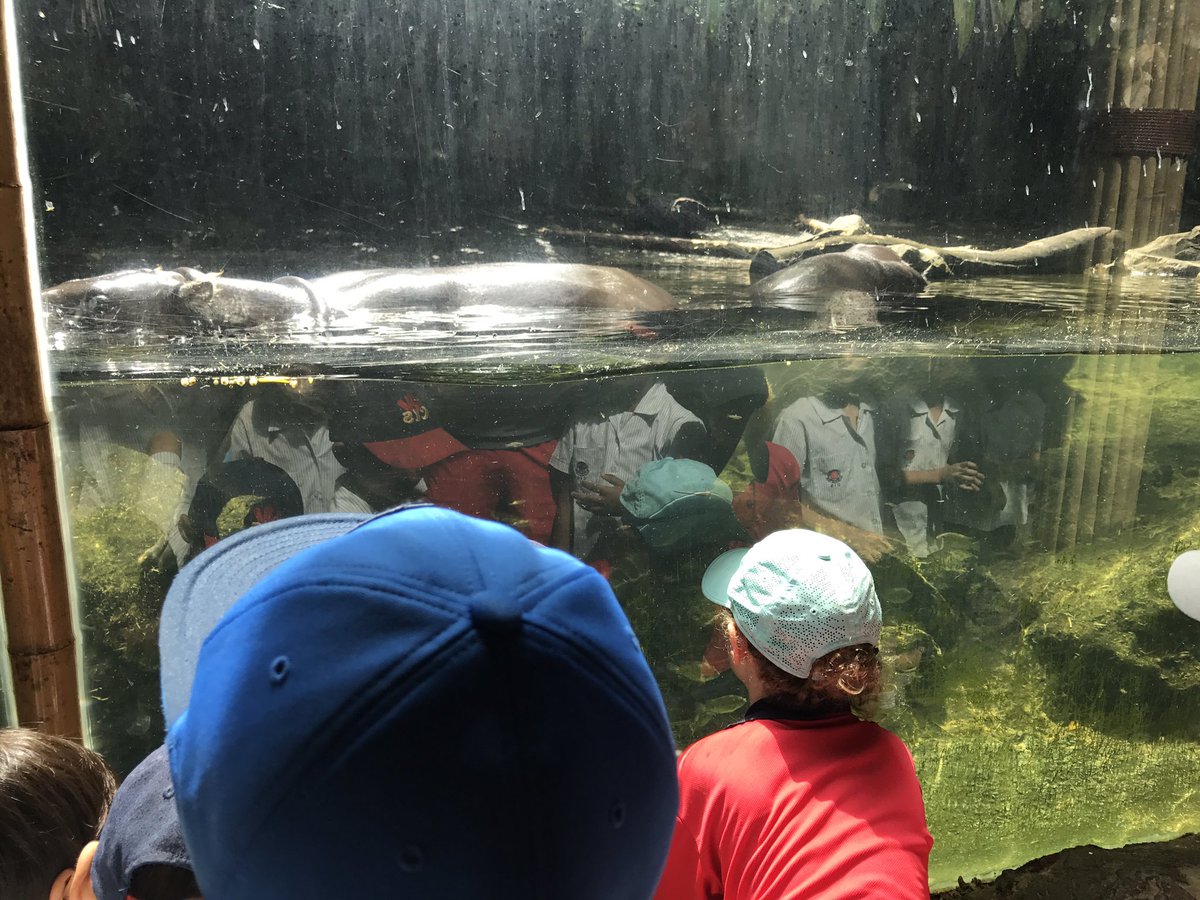 #Observing #documenting findings #concept form--features of the environment? #connections btw Pygmy Hippo <a href="/ibpyp/">IB PYP</a> #CISprimary <a href="/open_minds_sg/">Carl Brown</a>