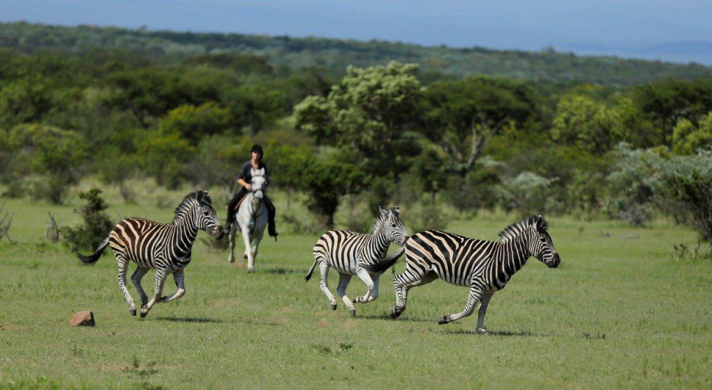 Their striking, stripey appearances aren't the only thing that's interesting about zebras: africageographic.com/blog/zebras-pa… #Wildlife #Travel #Safari