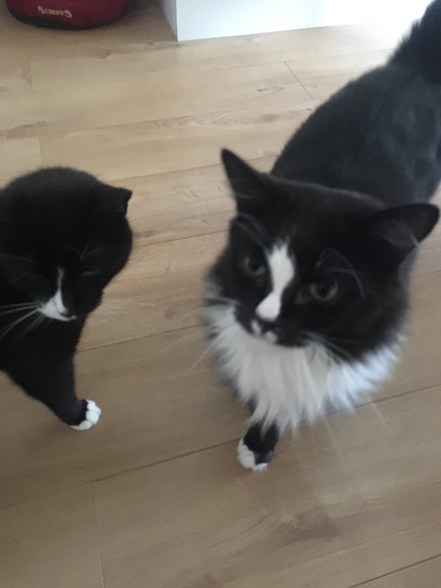Shellspetcare's tweet image. Pippin n merry - cat sitting