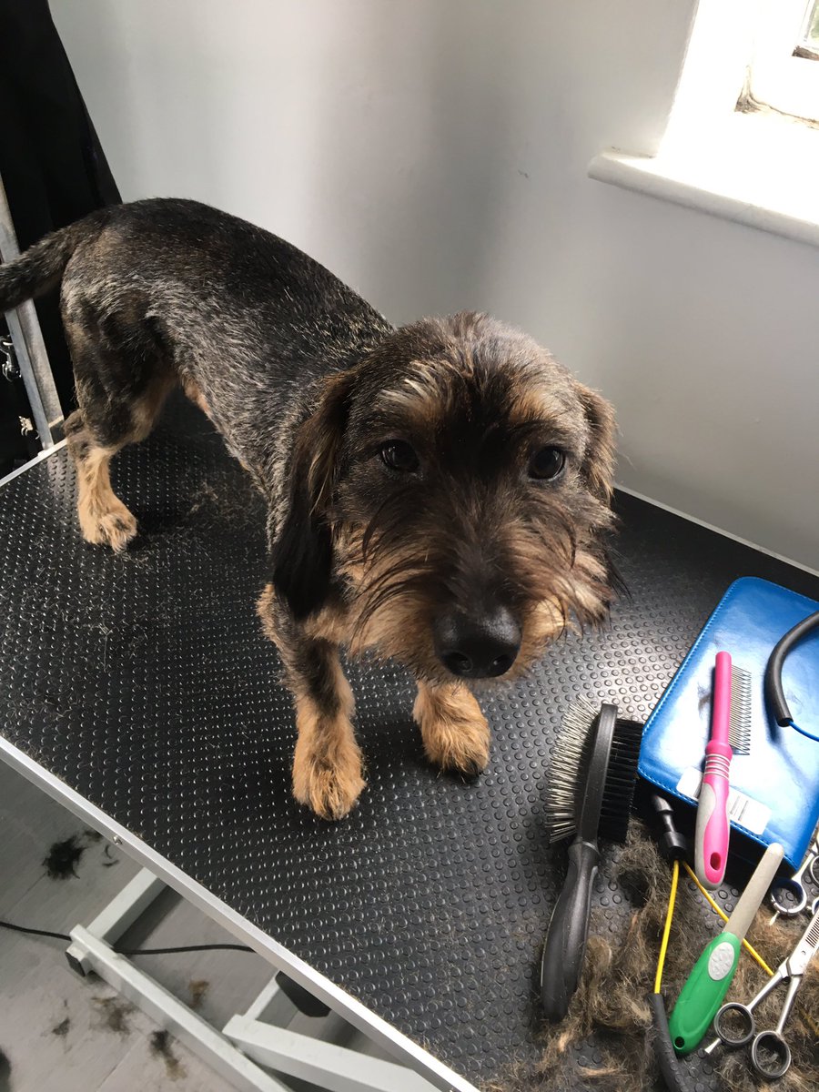 Shellspetcare's tweet image. Franks first cut -  the pooch spa room