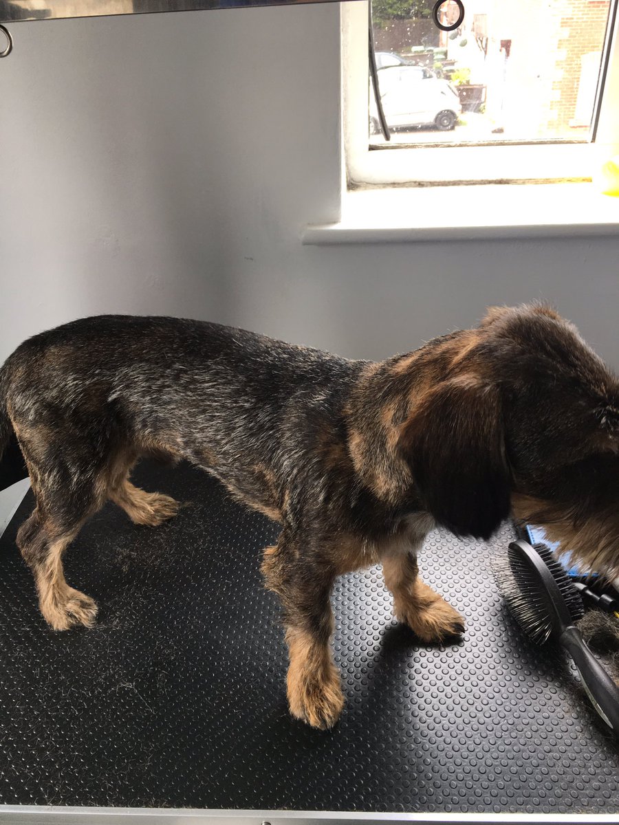 Shellspetcare's tweet image. Franks first cut -  the pooch spa room