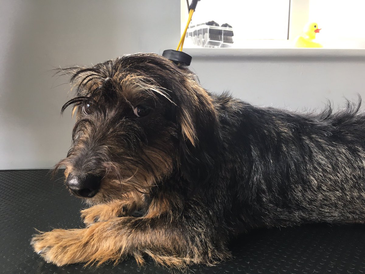 Shellspetcare's tweet image. Franks first cut -  the pooch spa room