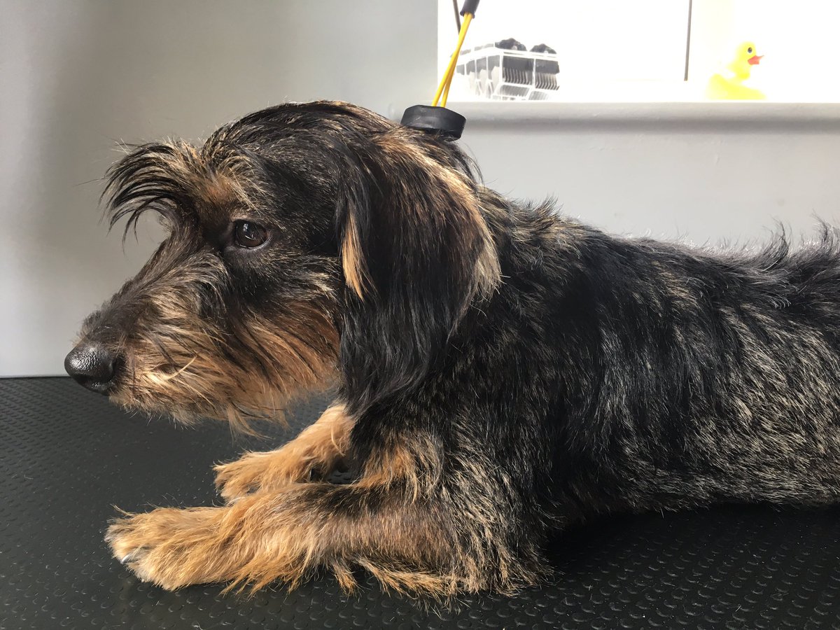 Shellspetcare's tweet image. Franks first cut -  the pooch spa room