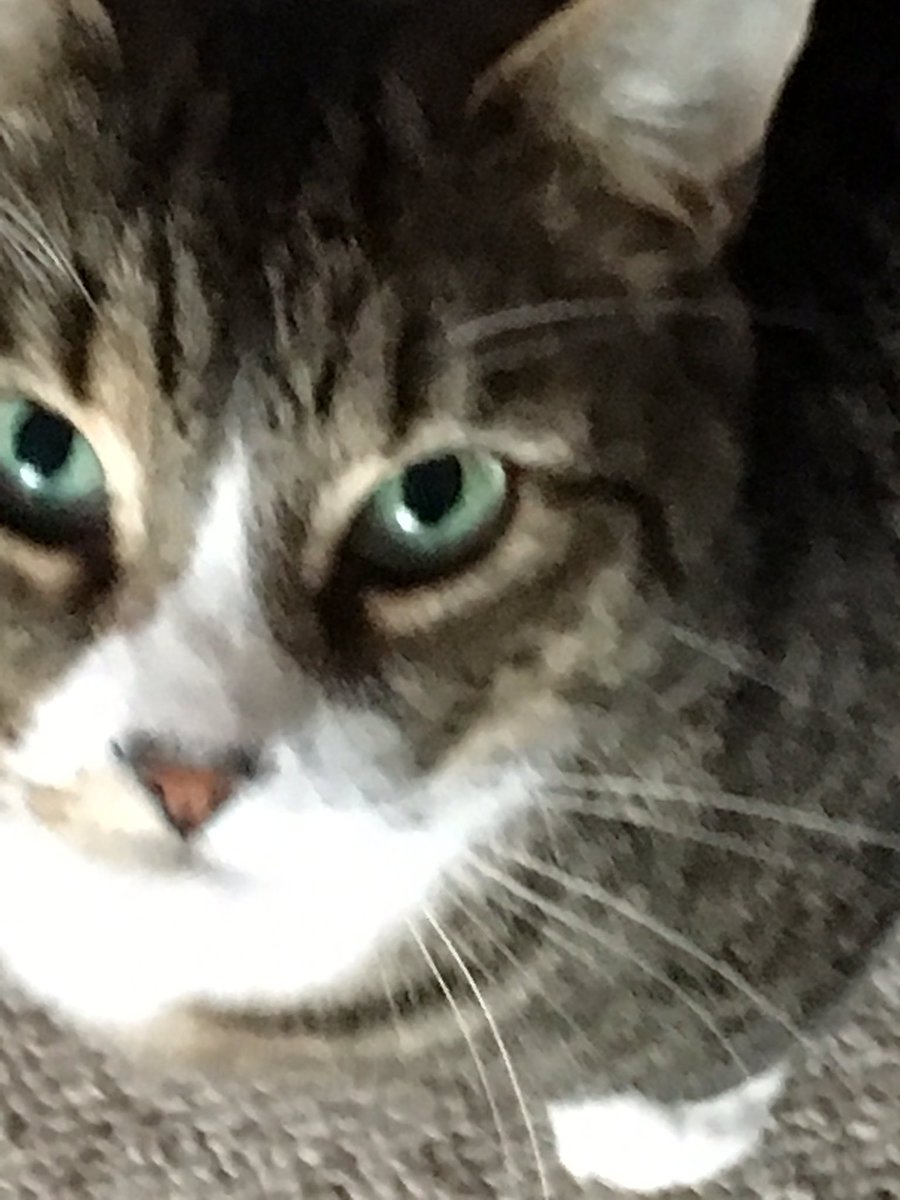 Shellspetcare's tweet image. Lilly n bizzle - cat sitting 🐾🐾