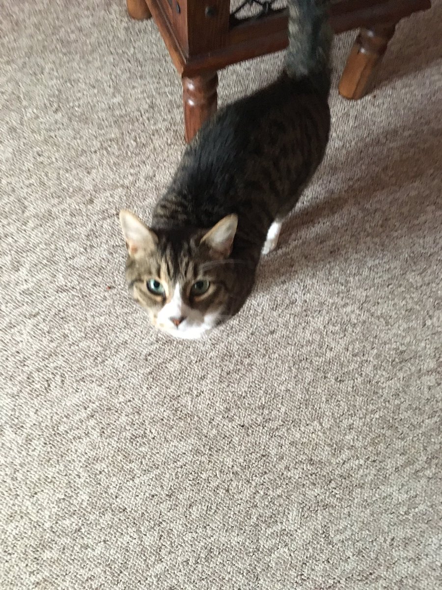 Shellspetcare's tweet image. Lilly n bizzle - cat sitting 🐾🐾