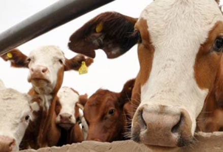 5 criterios etológicos que ayudan al manejo de bovinos sin estrés
asoganorte.com.co/web/5-criterio…