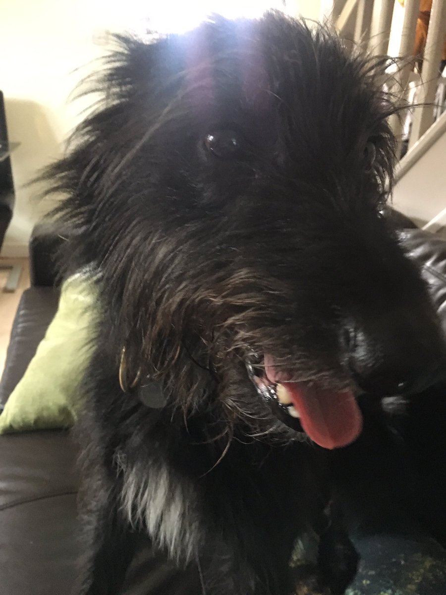 Shellspetcare's tweet image. Harry -dog boarding 🐾🐾