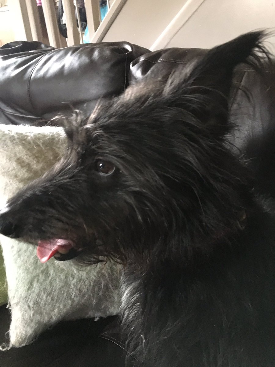 Shellspetcare's tweet image. Harry -dog boarding 🐾🐾