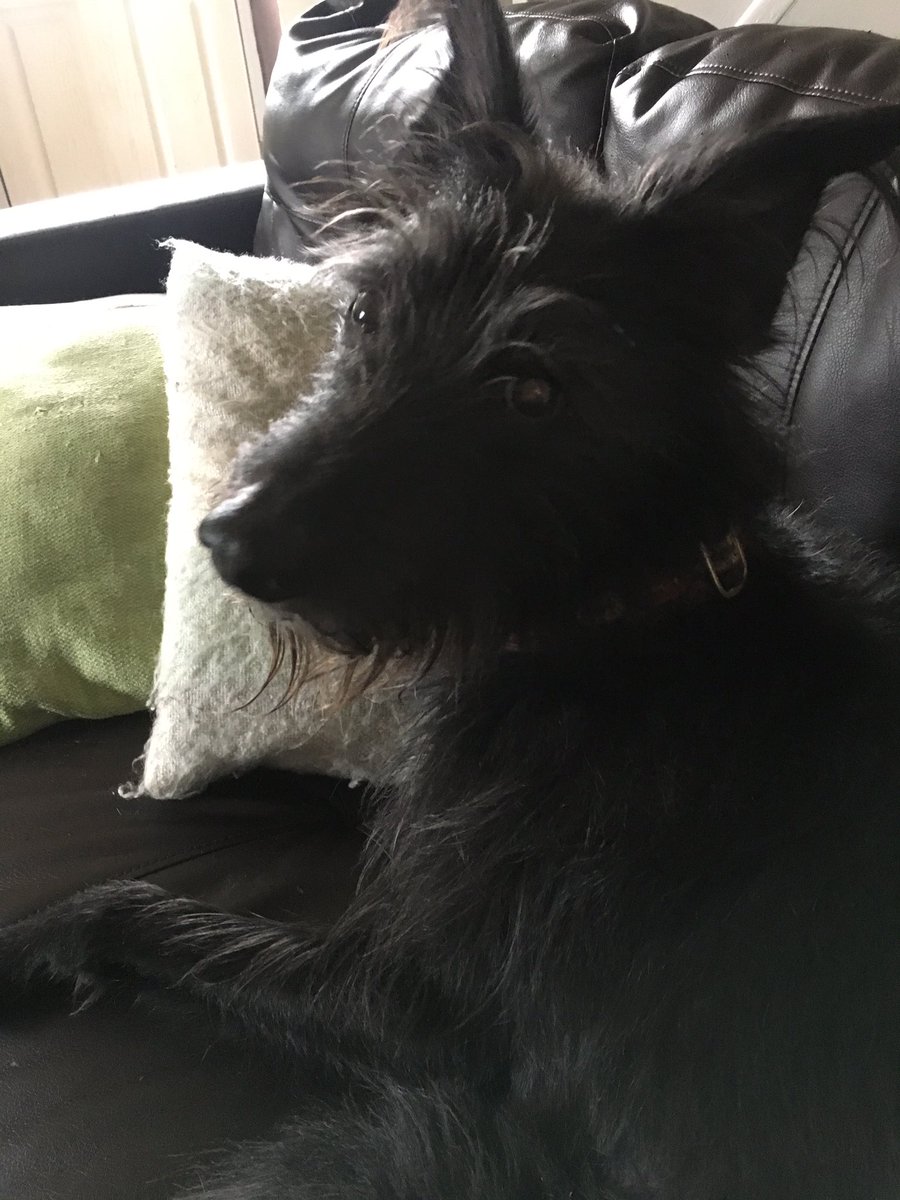 Shellspetcare's tweet image. Harry -dog boarding 🐾🐾