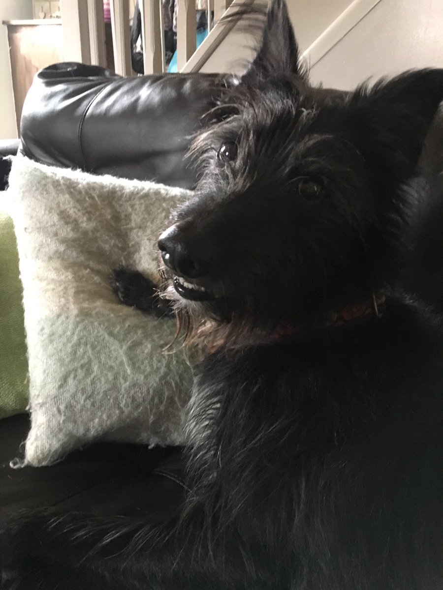 Shellspetcare's tweet image. Harry -dog boarding 🐾🐾