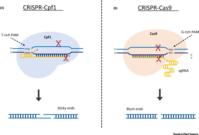 TrendsPlantSci's tweet photo. Mansoor and colleagues with Spotlight on CRISPR-Cpf1: A New Tool for Plant Genome Editing https://t.co/KMmcJfIdWO https://t.co/anM9esaCYW