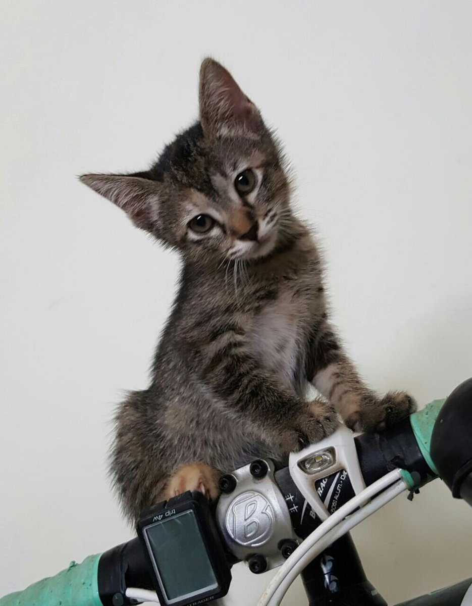 CatWelfareSG's tweet photo. ADOPTION NOTICE: It’s #KittenWeek! Help Gin and Rin find a home! https://t.co/2HyXhTfEEP https://t.co/Egv35uDvRe