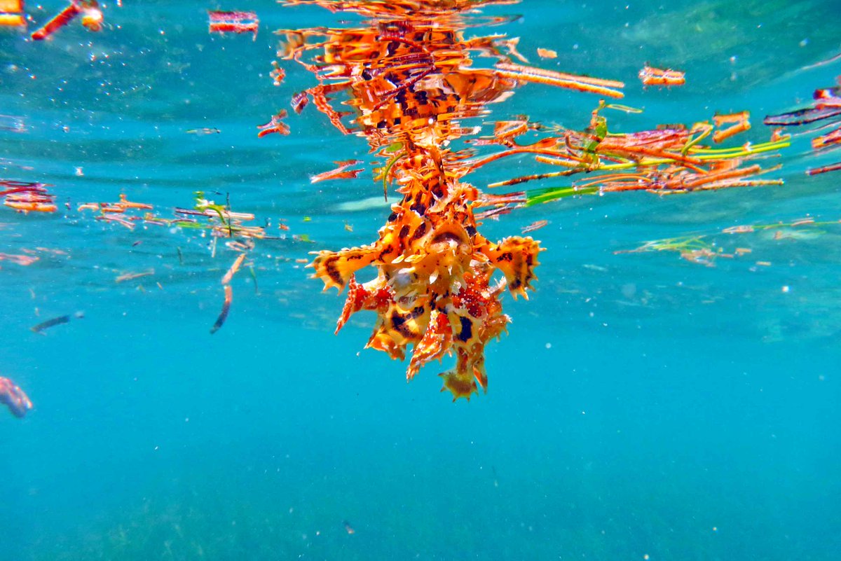7seasdivegili's tweet photo. Want to know more about the ocean and its numerous inhabitant? #Specialtycourse #Fishidentification @7seasdivegili https://t.co/SYipknIvQr https://t.co/xOa1X66kr2
