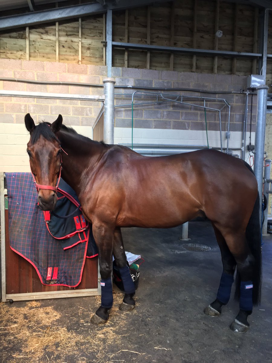 A year ago today Raph was with <a href="/BWEquineVets/">B&W Equine Vets Ltd</a> having colic surgery Every day since has been a blessing Today he looks &amp; feels fab! #grateful